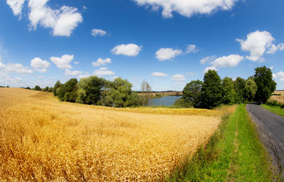 Scenic view of agricultural field against sky