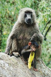 Monkey family eating on rock at hell gate national park