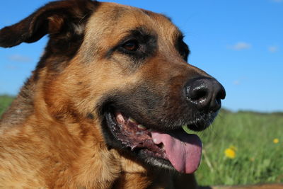 Close-up of dog looking away