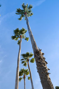 Low angle view of palm tree against blue sky