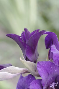 Close-up of purple iris flower