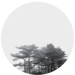 Trees against cloudy sky