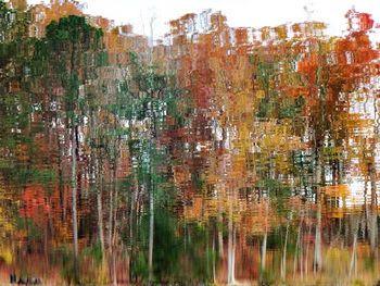 Reflection of trees in water