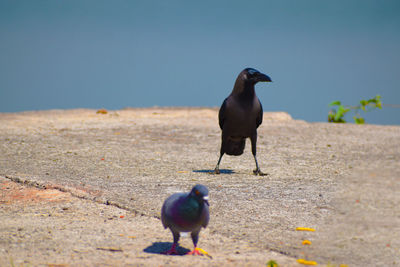 Bird perching on dirt road against clear sky