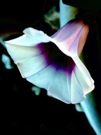 Close-up of flower blooming against black background