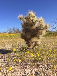 Yellow flowers growing in field