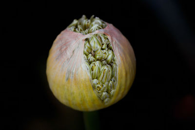 Close-up of flower pot against black background