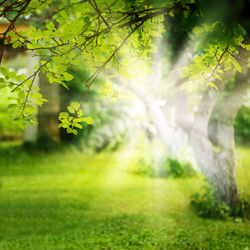 Scenic view of trees growing on field