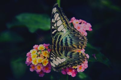Close-up of butterfly on pink flowers