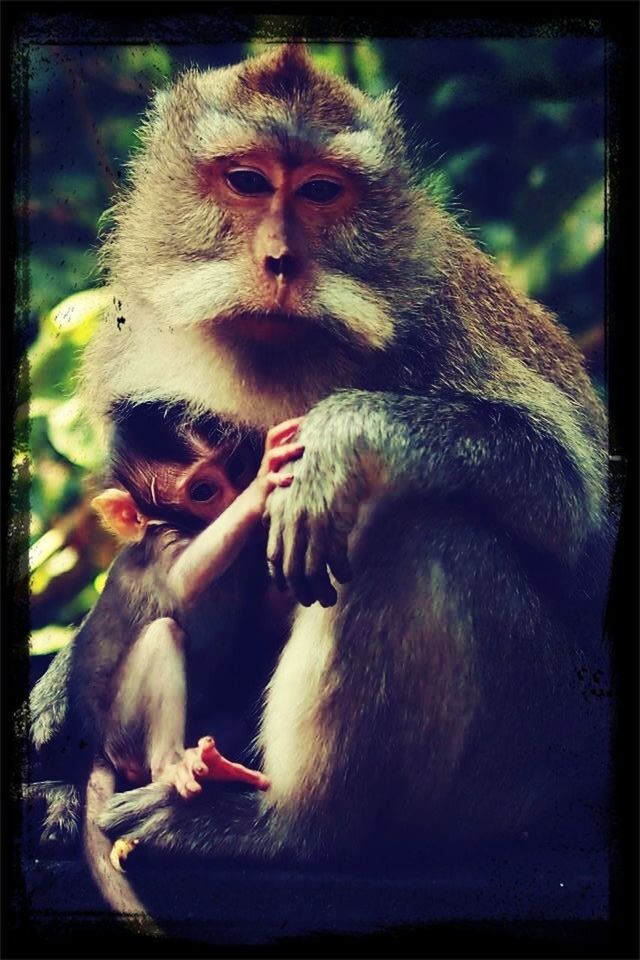 animal themes, animals in the wild, monkey, wildlife, primate, togetherness, young animal, two animals, close-up, focus on foreground, one animal, animal family, sitting, mammal, transfer print, day, bird, outdoors, auto post production filter, zoo