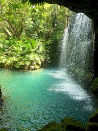 Scenic view of waterfall in forest