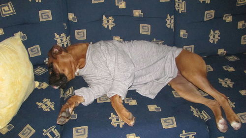 Dog resting on tiled floor