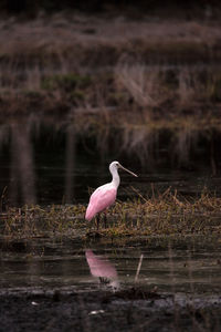 Bird on pink water in lake