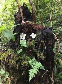 Close-up of tree trunk in forest