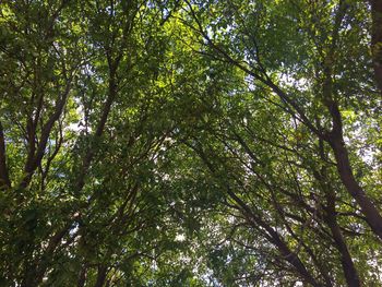 Low angle view of trees in forest
