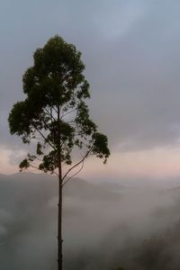 Low angle view of silhouette tree against sky during sunset