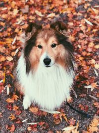 Portrait of dog in autumn