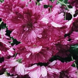 Close-up of raindrops on pink flowers blooming outdoors