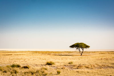 Tree on field against clear sky