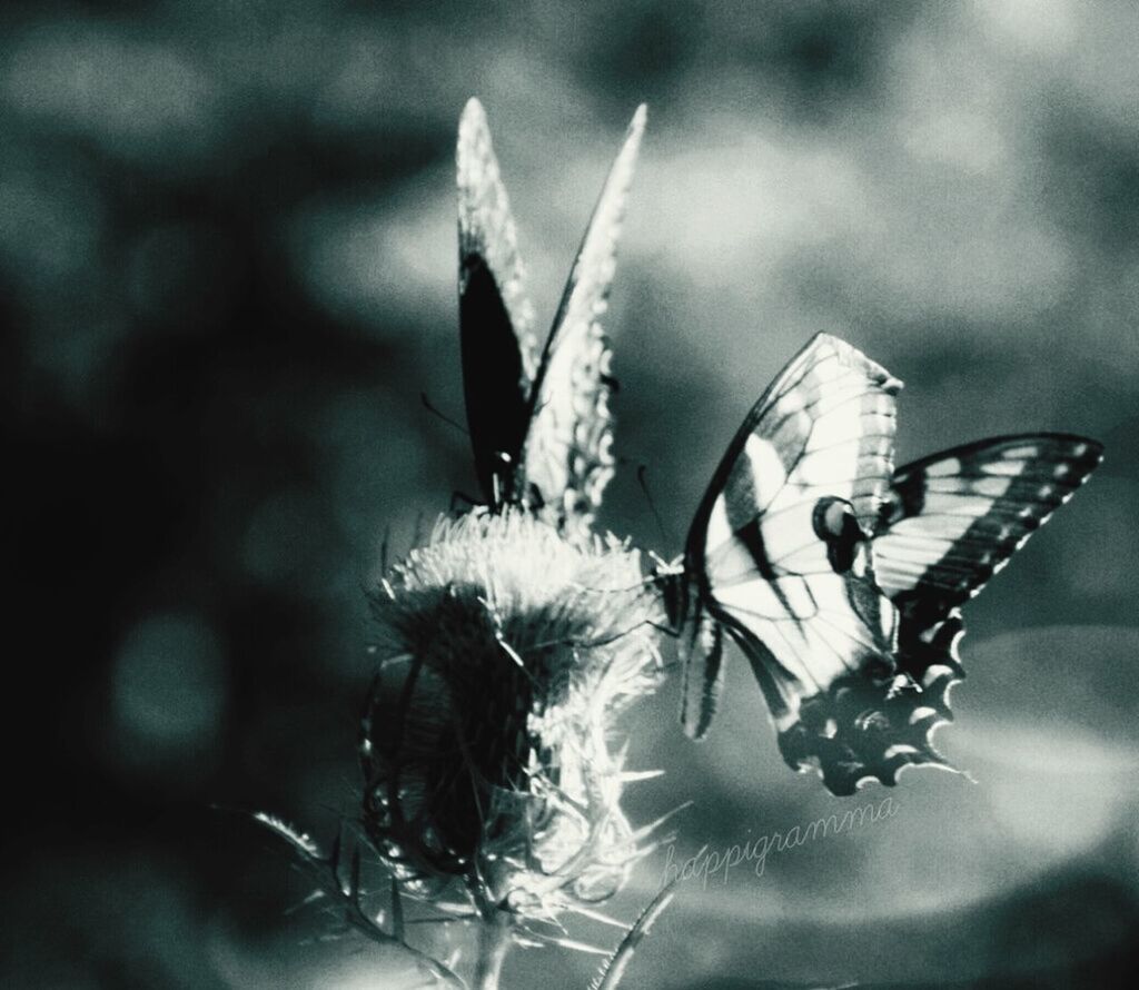 CLOSE-UP OF BUTTERFLY ON PLANT