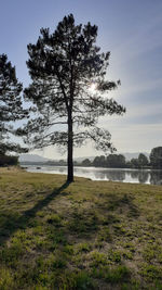 Tree on field by lake against sky