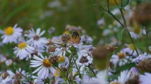 Close-up of bee pollinating on flower