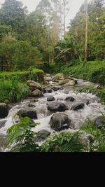 Scenic view of waterfall in forest