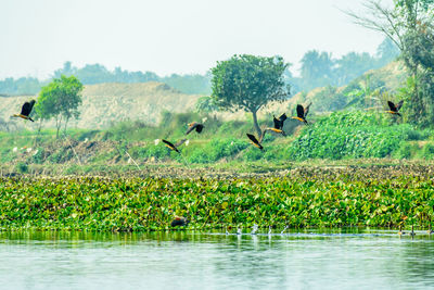 Flock of birds flying over lake