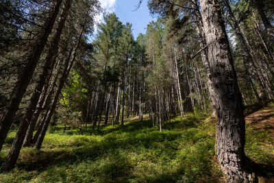 Trees in forest