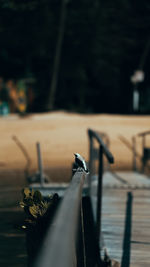 Close-up of bird on railing