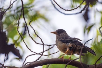 Low angle view of bird perching on branch