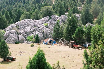 Panoramic view of trees on field in forest