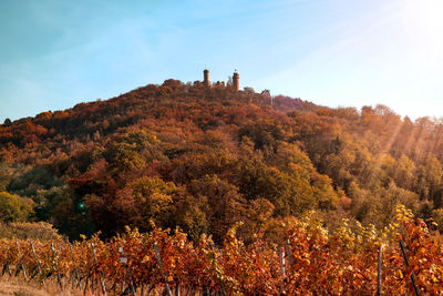 Tree on mountain against sky during autumn