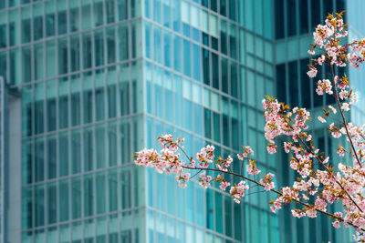 Low angle view of flowering plant against building