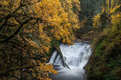 Stream amidst trees in forest during autumn