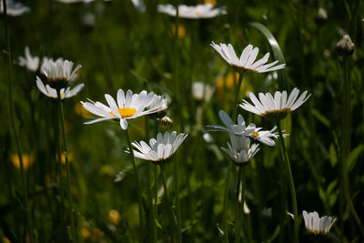 Close-up of white flowers blooming outdoors