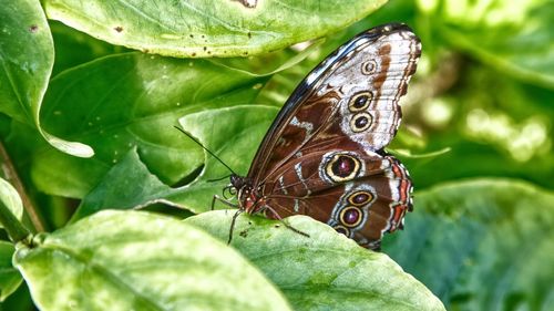 Close-up of butterfly on leaves