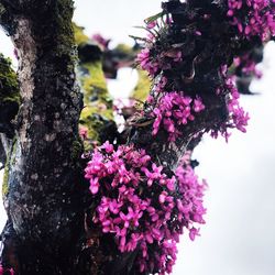Close-up of pink flowers on tree branch