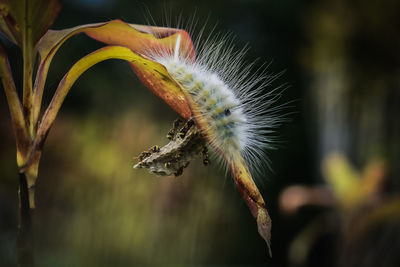 Close-up of wilted flower