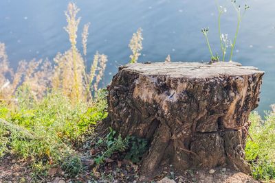 Panoramic view of tree stump by lake