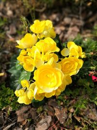 Close-up of yellow flowers