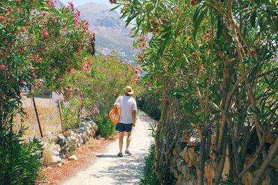 Rear view of man walking on footpath amidst trees