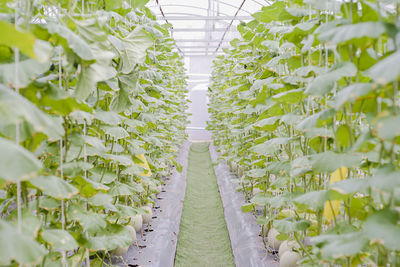 Flowering plants in greenhouse