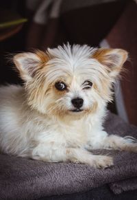 Close-up portrait of a dog