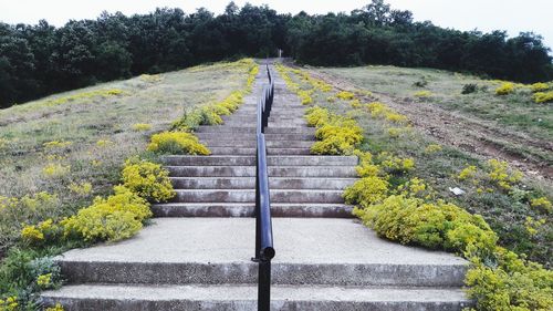 Boardwalk amidst plants and trees in park