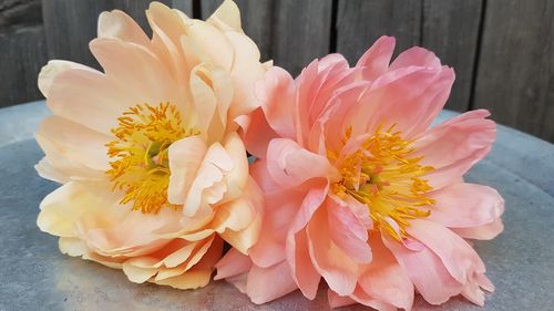 Close-up of pink rose flower