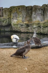 Seagull perching on rock