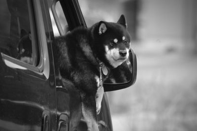 Shiba inu looking through car window