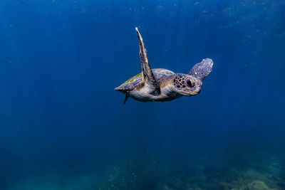 Sea turtle swimming in sea