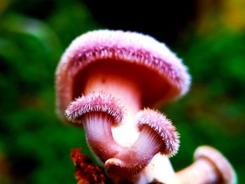 Close-up of mushroom growing on field